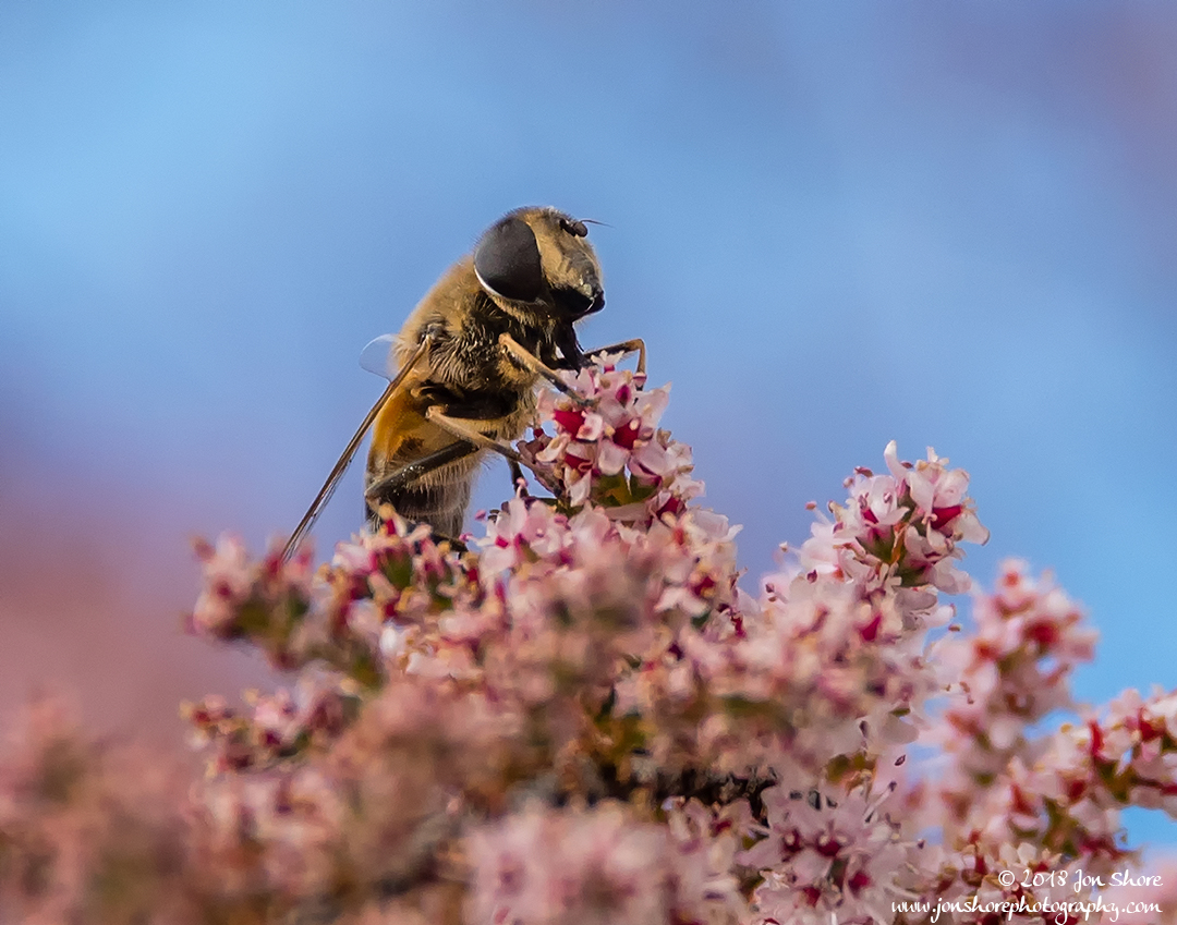 Bee Macro Spring at San Marco di Castellabate Italy