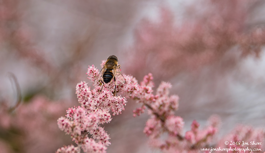 Bee on pink blossoms Spring
