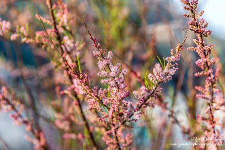 Blossoms San Marco di Castellabate Cilento Italy
