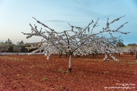 Cherry Tree Alberobello Spring Pugliia Italy