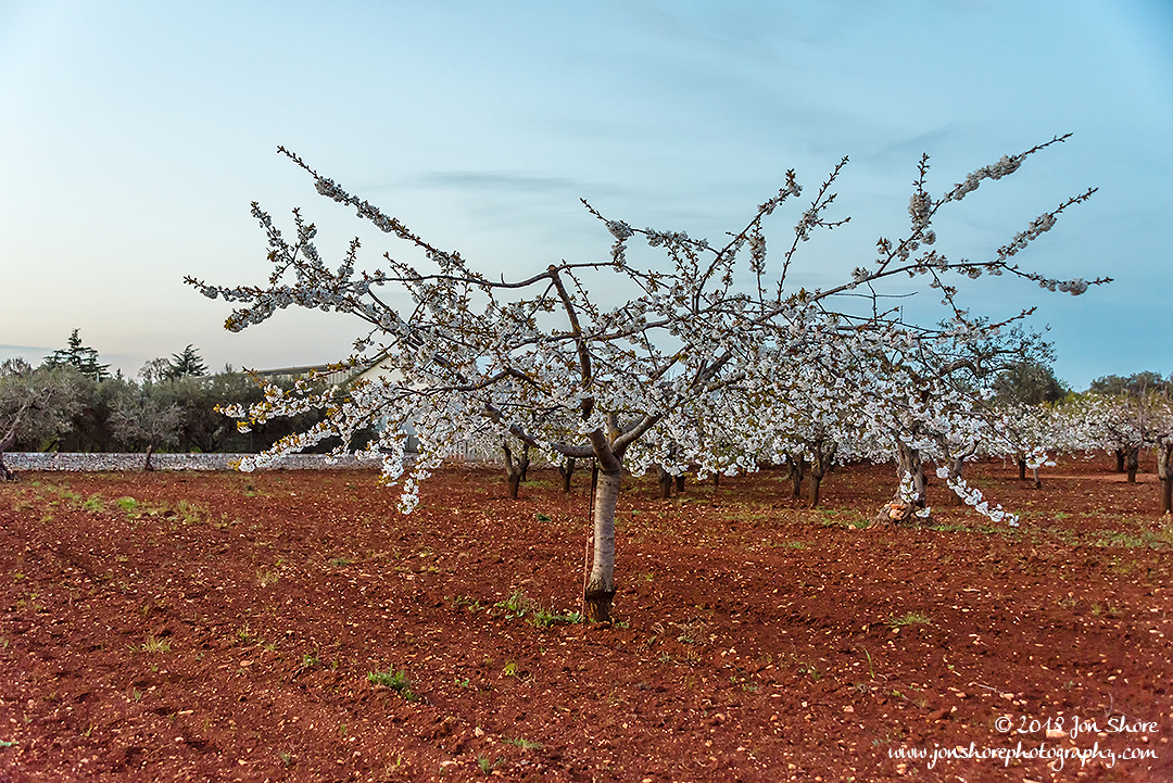 Cherry Tree Alberobello Spring Pugliia Italy
