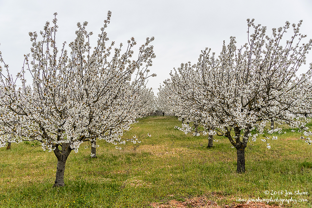 Cherry trees Spring Pugliia Italy
