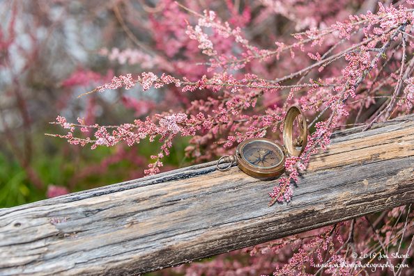 Compass in pink blossoms Spring