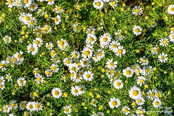 Daisies Spring Cilento Italy