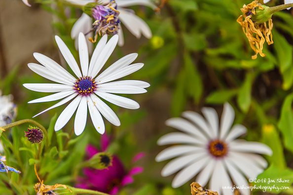 Daisies Spring San Marco di Castellabate Italy