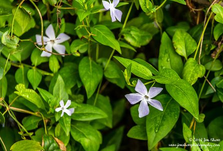 Flowers San Marco di Castellabate Cilento Italy