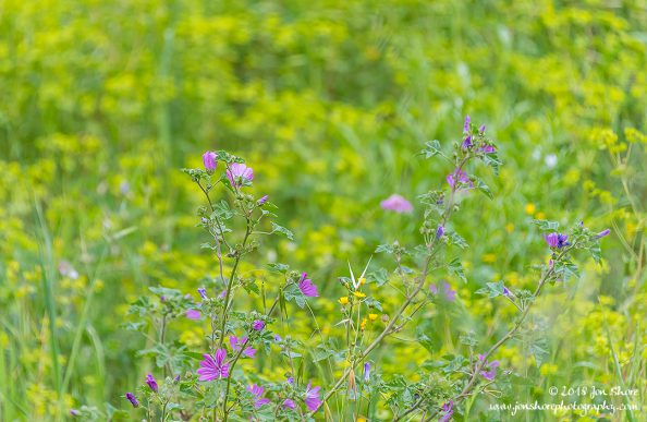 Flowers Spring San Marco di Castellabate Italy