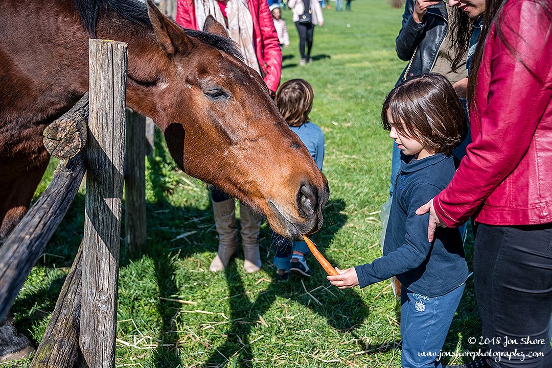 Horse Spring Il Granato Italy
