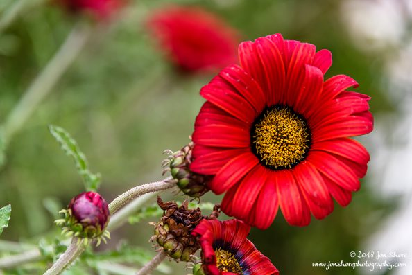 Maroon Daisy Spring San Marco di Castellabate Italy