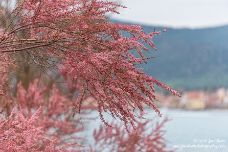 Pink Blossoms San Marco Spring
