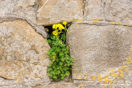 San Marco Spring Italy
