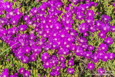 Spring Pugliia Italy