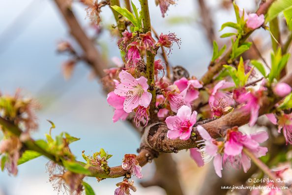 Flowers Spring San Marco di Castellabate Italy