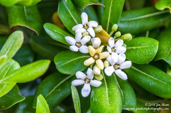 Spring San Marco di Castellabate Italy