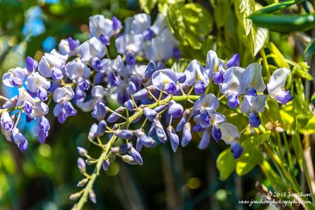 Wisteria Spring San Marco di Castellabate Italy