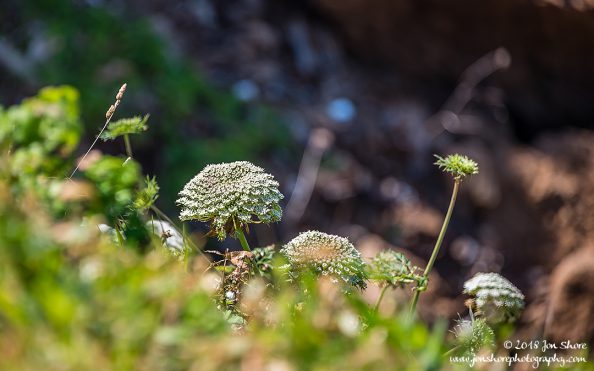 Spring San Marco di Castellabate Italy