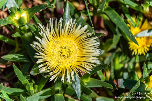 Flower Spring Santa Maria di Castellabate Italy