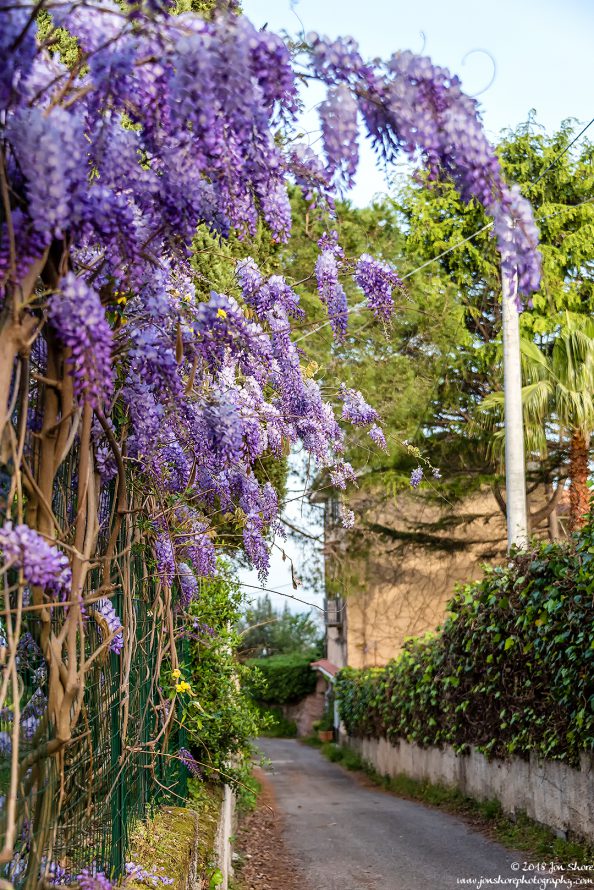 Wisteria San Marco Spring Italy