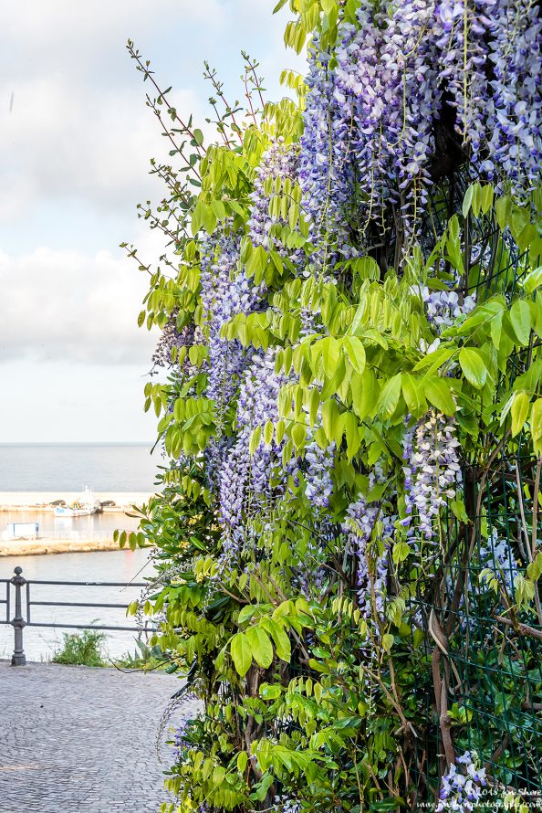 Wisteria San Marco Spring Italy