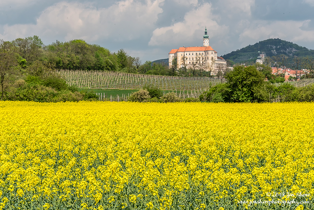 Yellow Rapeseed Flowers and Monastery in Czech Republic