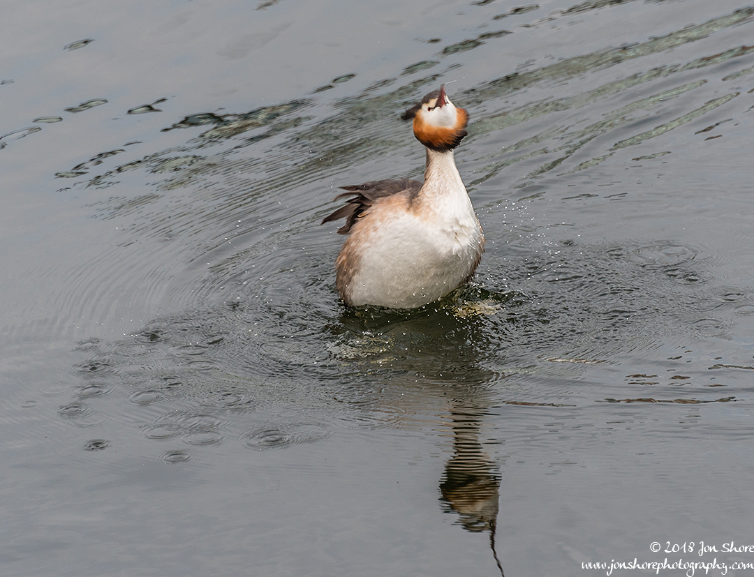 Great Crested Grebe London