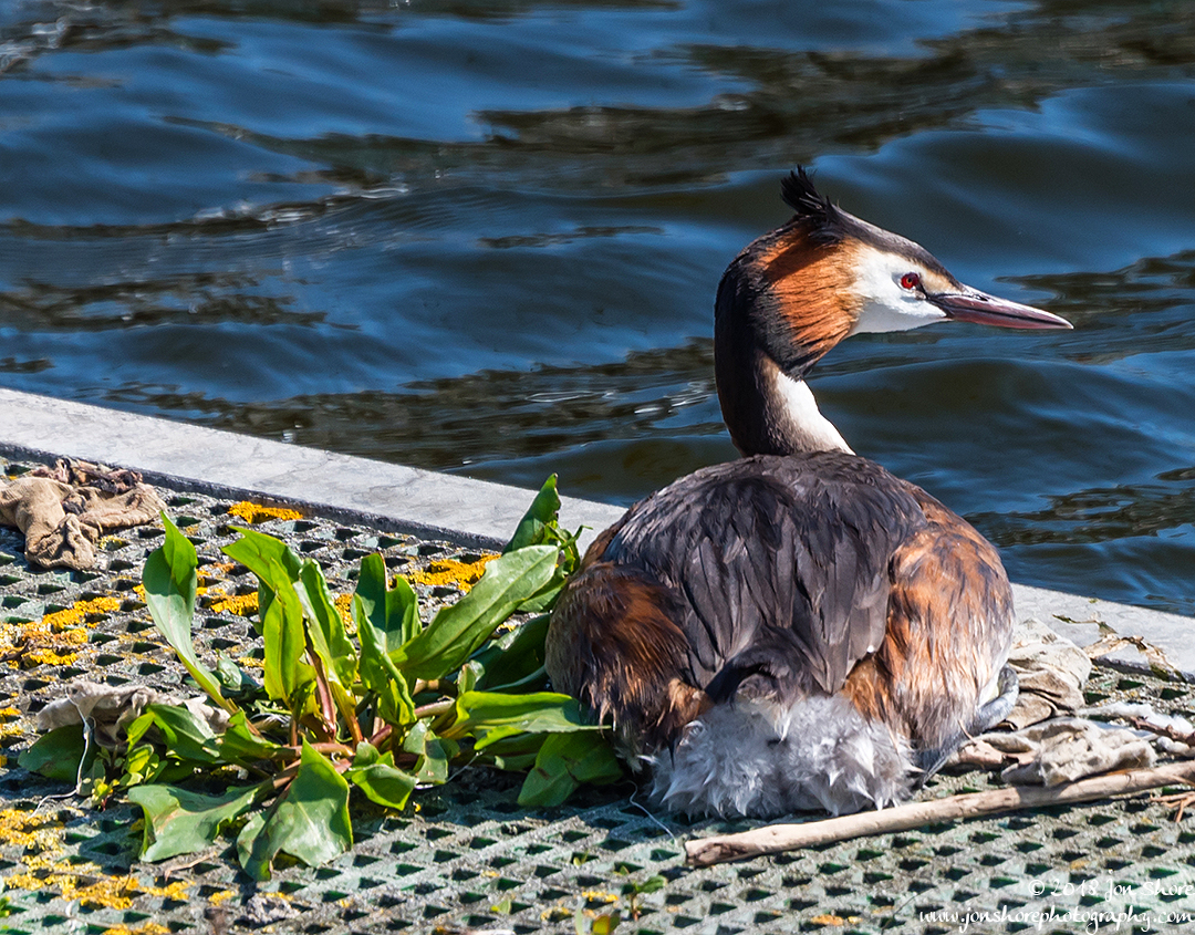 Great Crested Grebe London