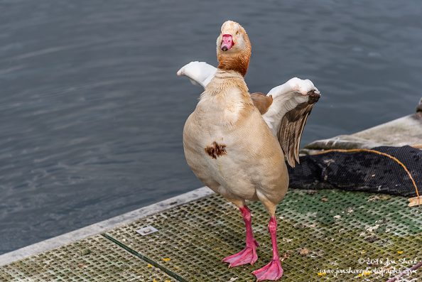 Egyptian Goose London