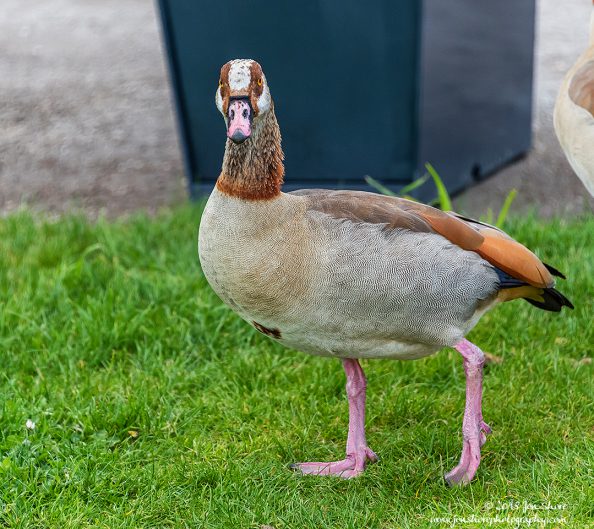 Egyptian Goose London