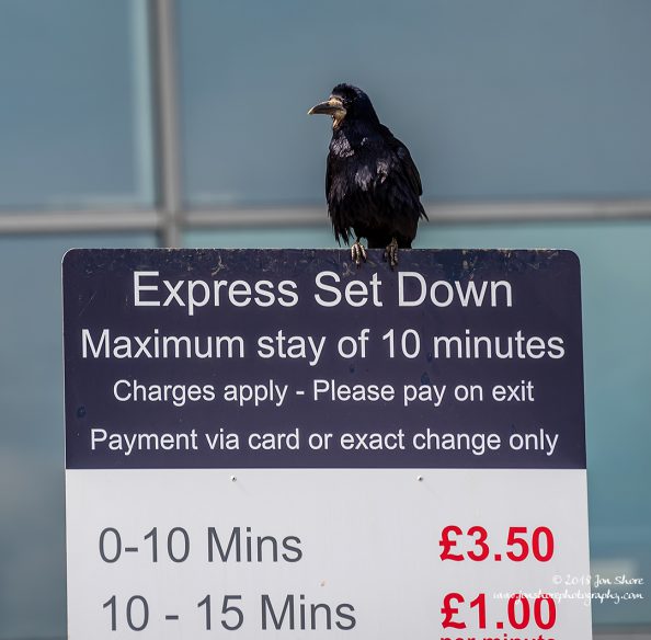 Raven London