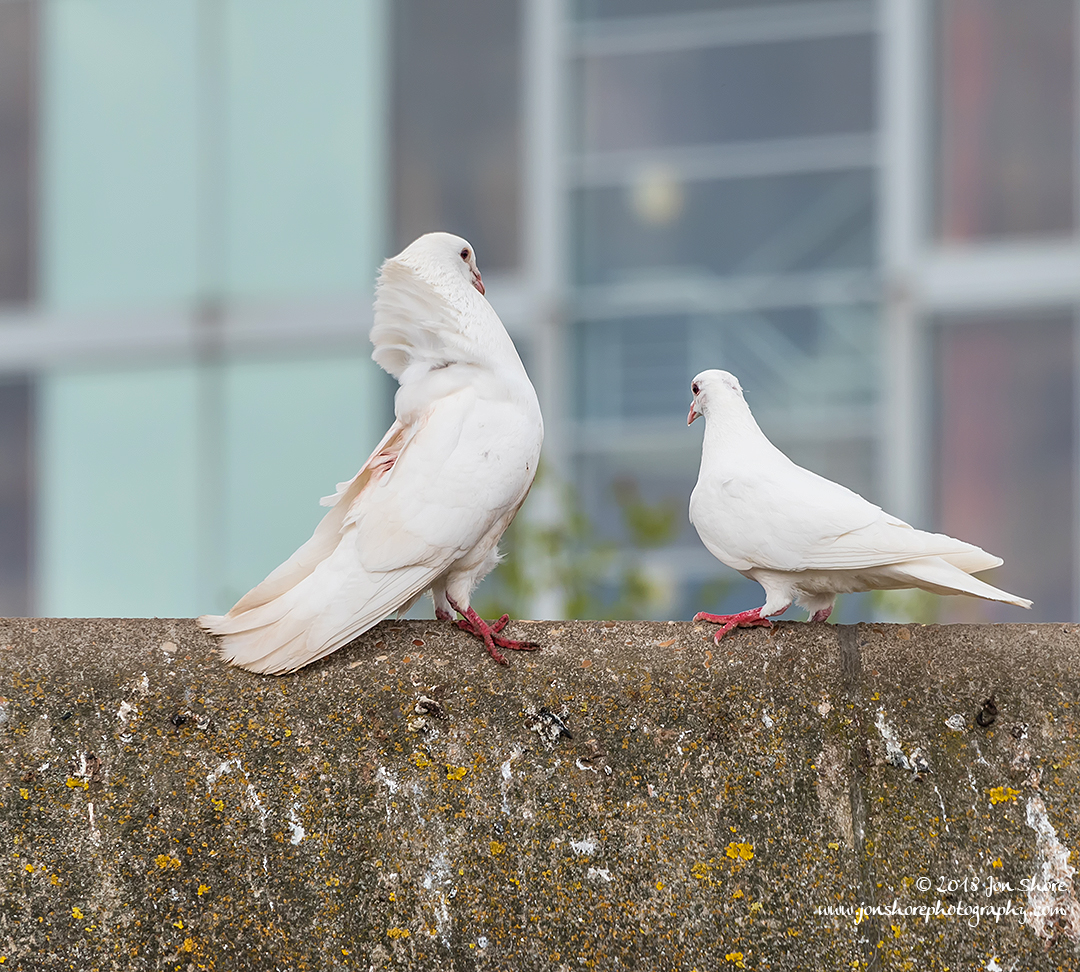 White Doves London