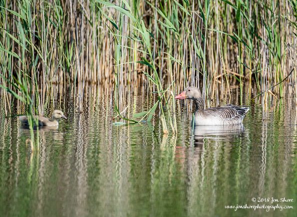 Greylag Geese Kemeri National Park Latvia