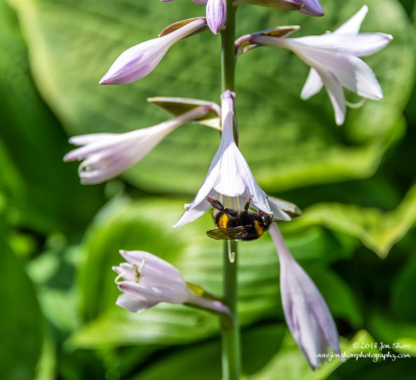 Bee Riga Latvia July 2018