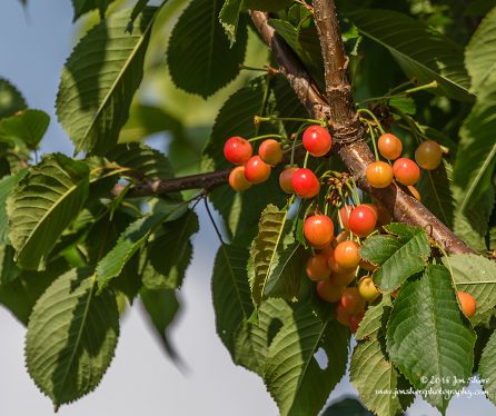 Cherries Latvia June 2018