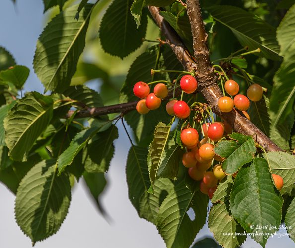 Cherries Latvia June 2018