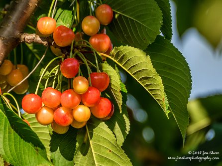 Cherries Latvia June 2018