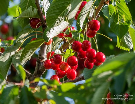 Cherries Latvia June 2018