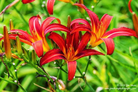 Flowers Riga Latvia July 2018