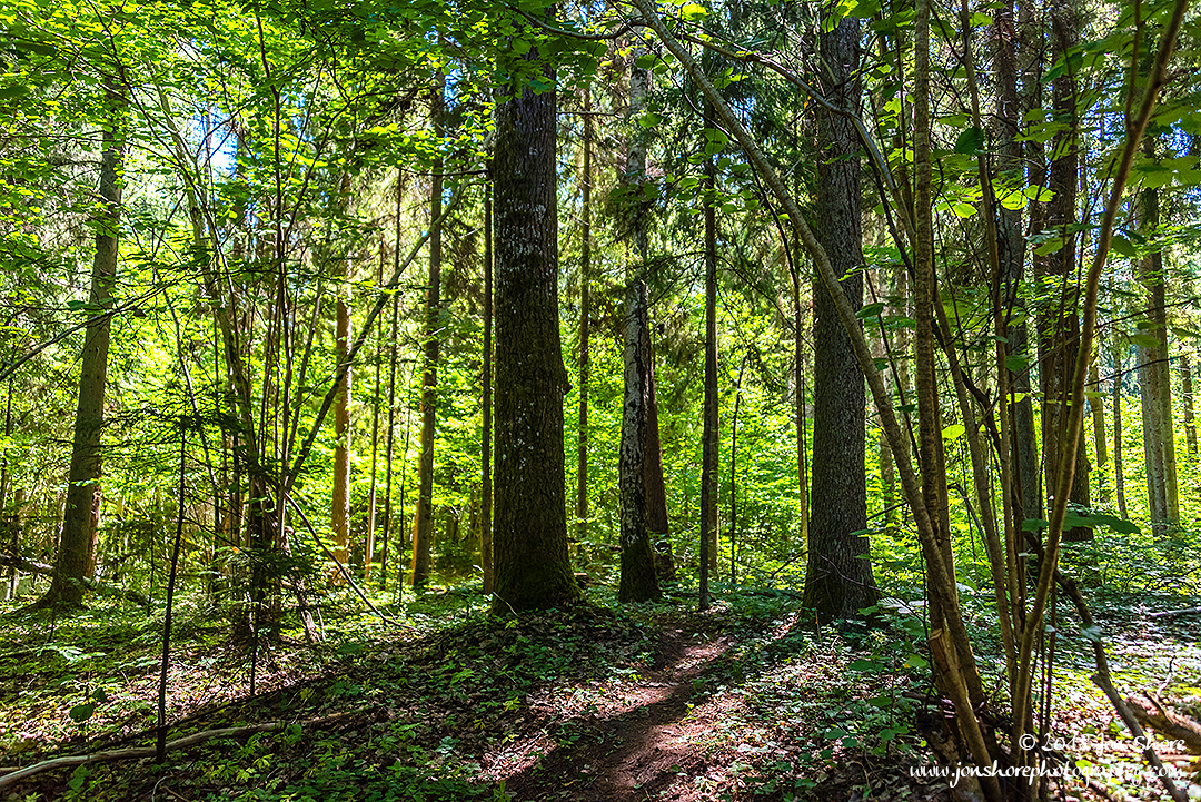 Latvia Forest June 2018