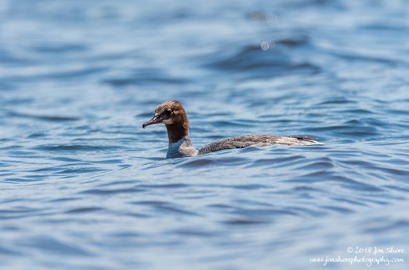 Female Goosander