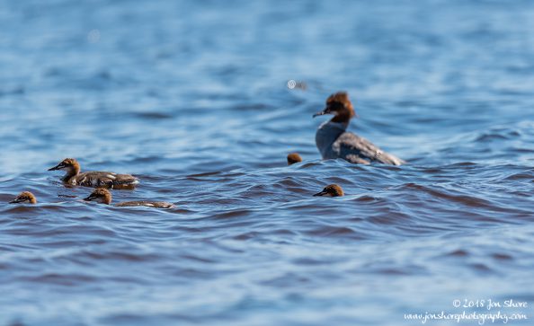 Goosanders