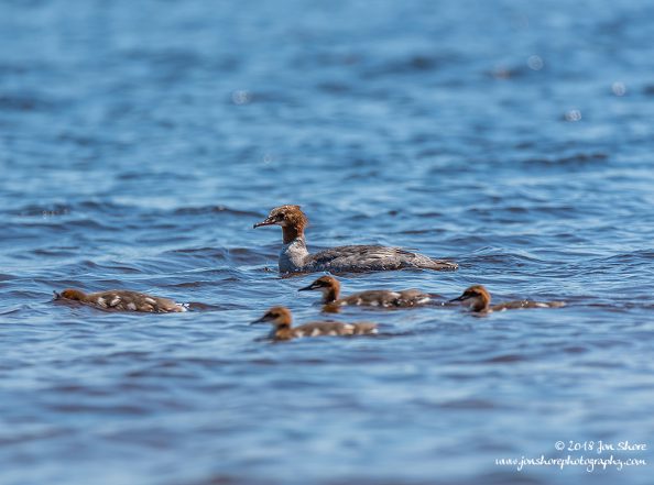Goosanders