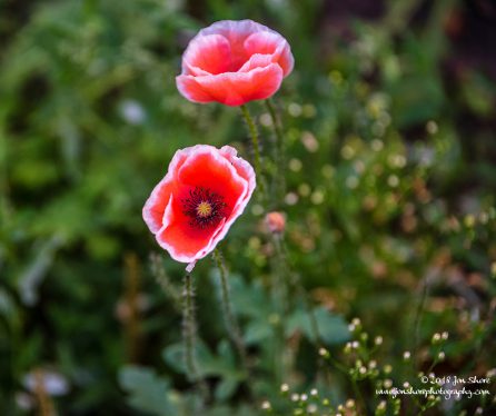 Poppy Riga Latvia July 2018