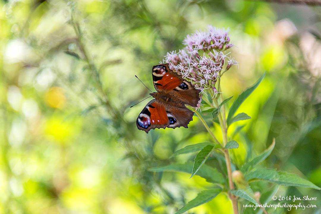 Red Admiral Butterfly Summer Latvia