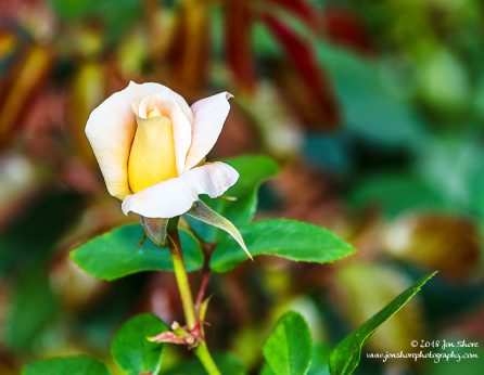 Rose Riga Latvia July 2018