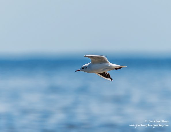 Seagull Latvia June 2018