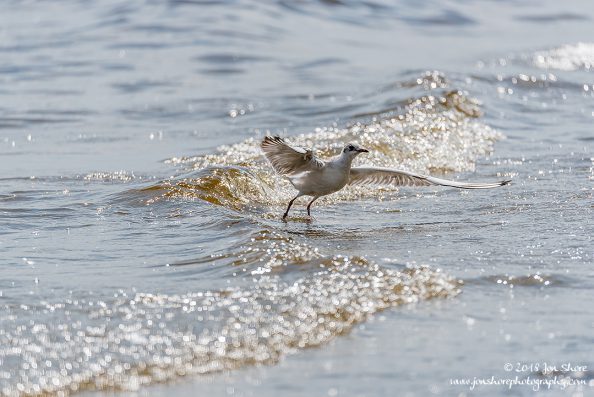 Seagull Summer Latvia