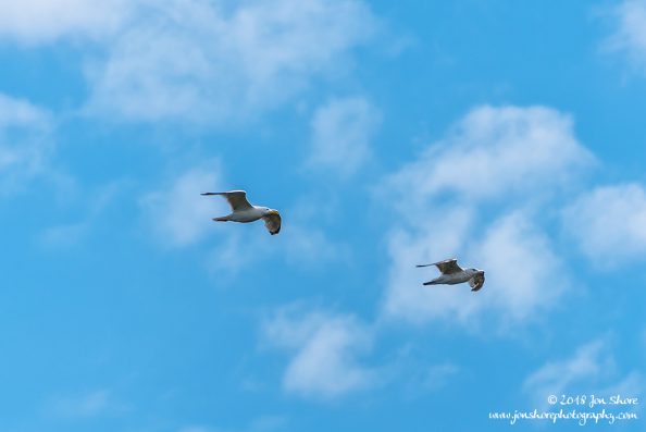 Seagulls Latvia June 2018