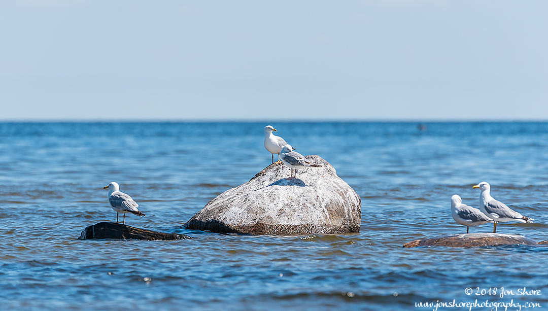 Seagulls Latvia June 2018