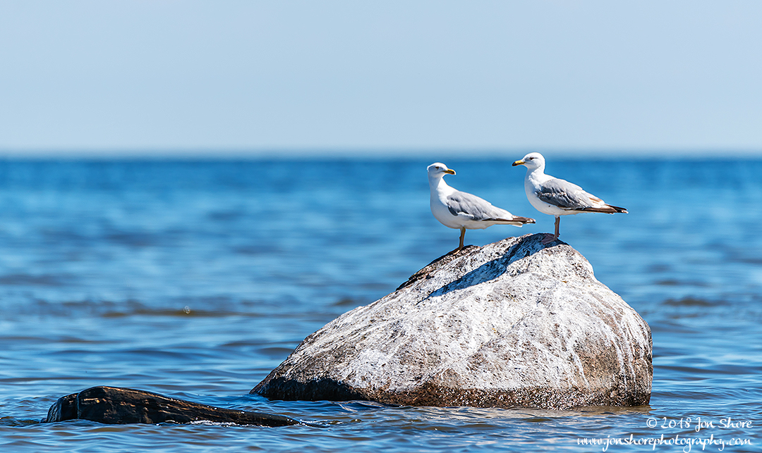 Seagulls Latvia June 2018