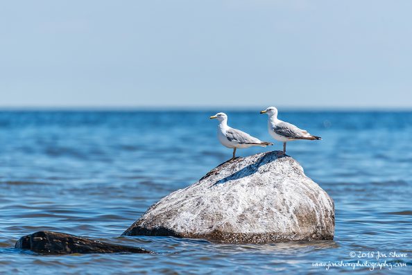 Seagulls Latvia June 2018